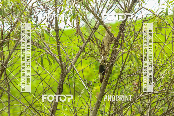 Buy your photos of the event1 ETAPA TAA SO PAULO DE MOUNTAIN BIKE XCO on Fotop