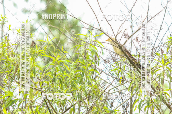 Buy your photos of the event1 ETAPA TAA SO PAULO DE MOUNTAIN BIKE XCO on Fotop