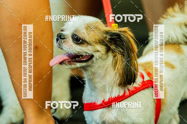 Buy your photos of the eventDog Wod - Crossfit Saurus on Fotop