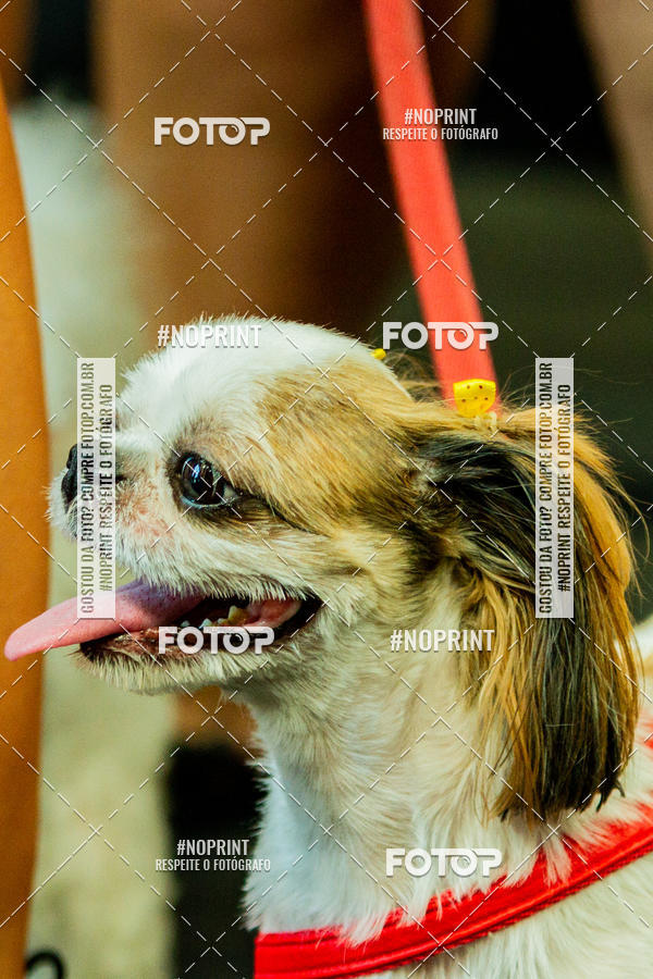 Buy your photos of the eventDog Wod - Crossfit Saurus on Fotop