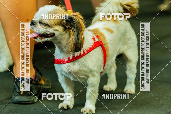 Buy your photos of the eventDog Wod - Crossfit Saurus on Fotop