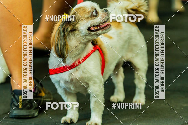 Buy your photos of the eventDog Wod - Crossfit Saurus on Fotop