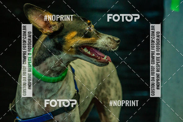 Buy your photos of the eventDog Wod - Crossfit Saurus on Fotop