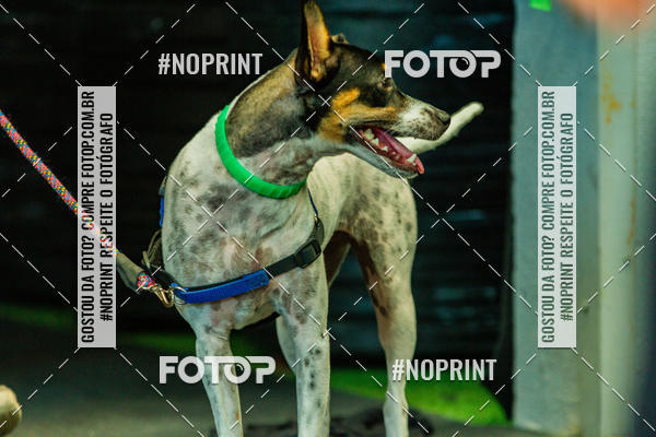 Buy your photos of the eventDog Wod - Crossfit Saurus on Fotop