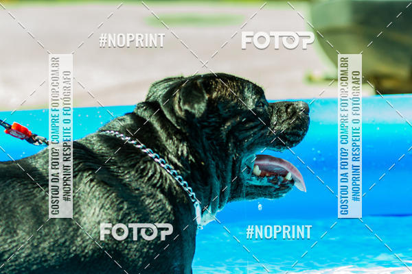 Buy your photos of the eventDog Wod - Crossfit Saurus on Fotop