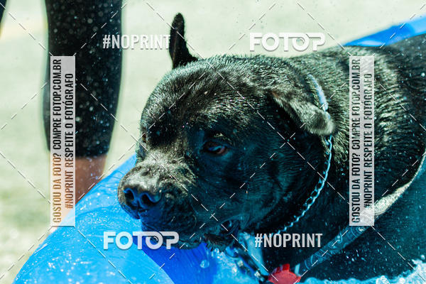 Buy your photos of the eventDog Wod - Crossfit Saurus on Fotop