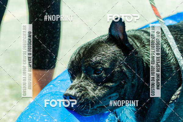 Buy your photos of the eventDog Wod - Crossfit Saurus on Fotop
