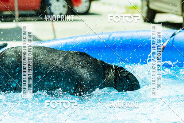 Buy your photos of the eventDog Wod - Crossfit Saurus on Fotop