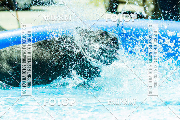 Buy your photos of the eventDog Wod - Crossfit Saurus on Fotop