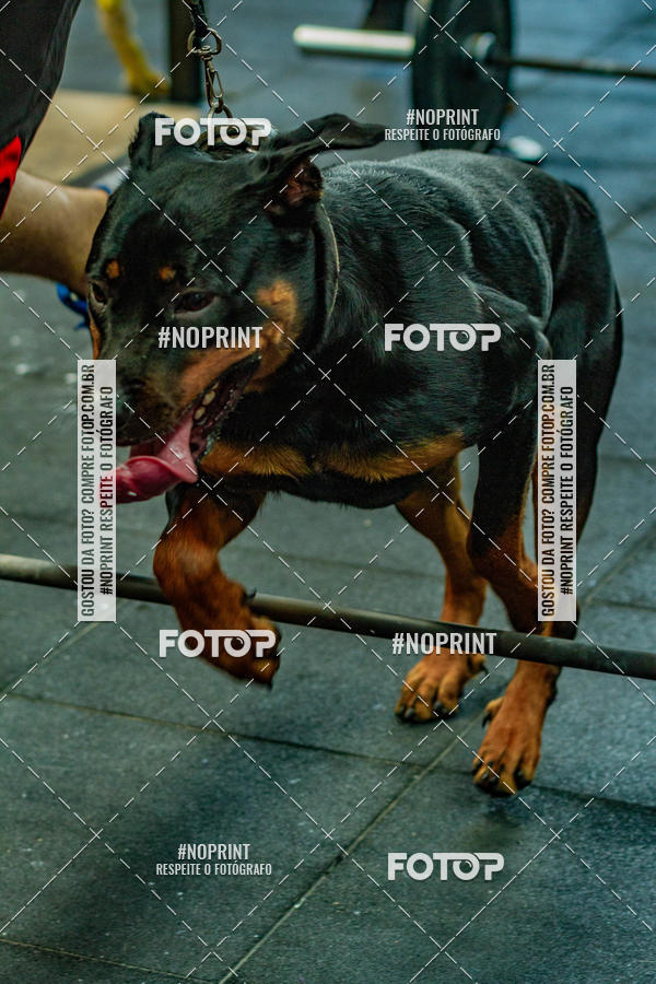 Buy your photos of the eventDog Wod - Crossfit Saurus on Fotop