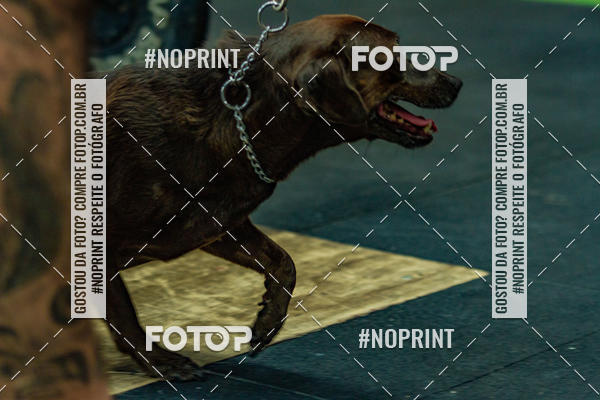 Buy your photos of the eventDog Wod - Crossfit Saurus on Fotop