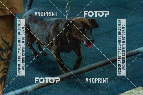 Buy your photos of the eventDog Wod - Crossfit Saurus on Fotop