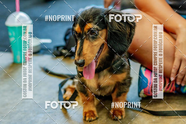 Buy your photos of the eventDog Wod - Crossfit Saurus on Fotop