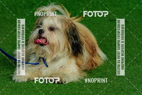 Buy your photos of the eventDog Wod - Crossfit Saurus on Fotop
