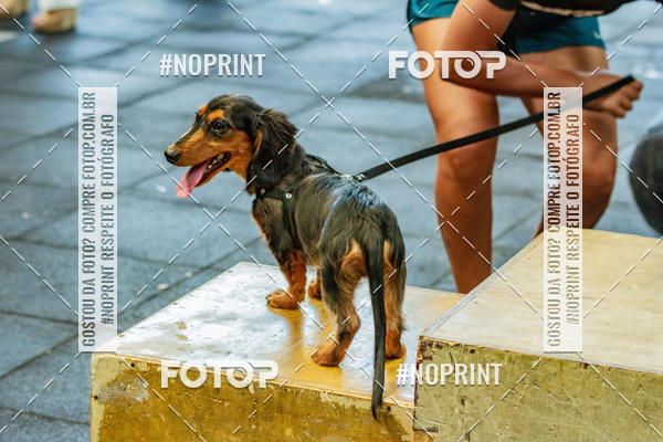 Buy your photos of the eventDog Wod - Crossfit Saurus on Fotop