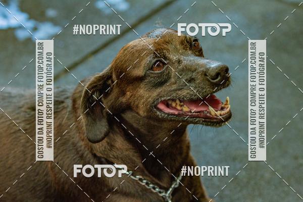 Buy your photos of the eventDog Wod - Crossfit Saurus on Fotop