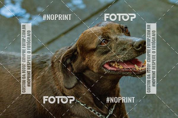 Buy your photos of the eventDog Wod - Crossfit Saurus on Fotop