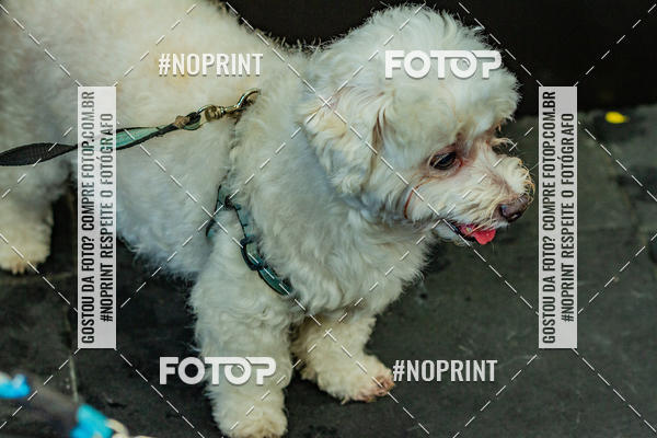 Buy your photos of the eventDog Wod - Crossfit Saurus on Fotop