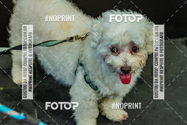 Buy your photos of the eventDog Wod - Crossfit Saurus on Fotop