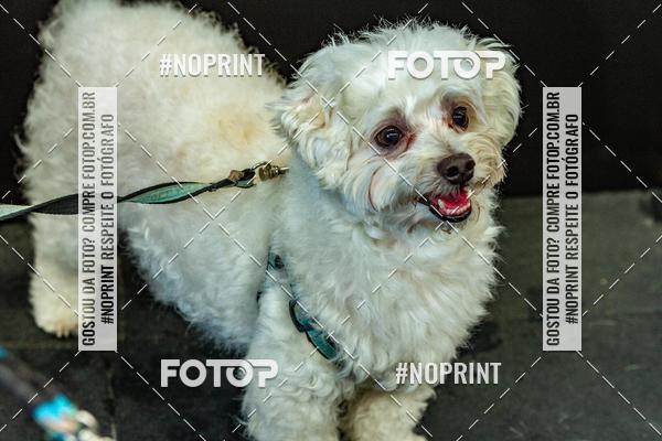 Buy your photos of the eventDog Wod - Crossfit Saurus on Fotop
