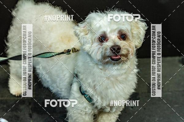 Buy your photos of the eventDog Wod - Crossfit Saurus on Fotop