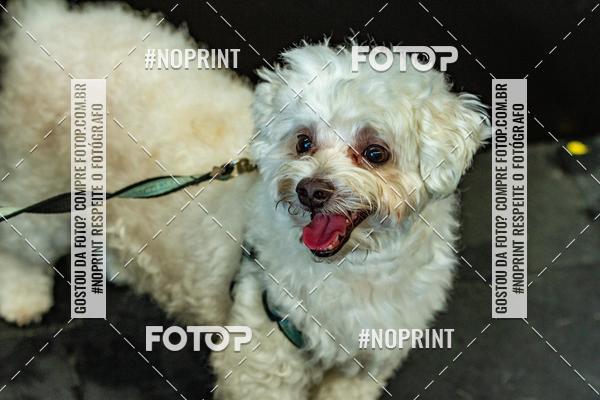 Buy your photos of the eventDog Wod - Crossfit Saurus on Fotop