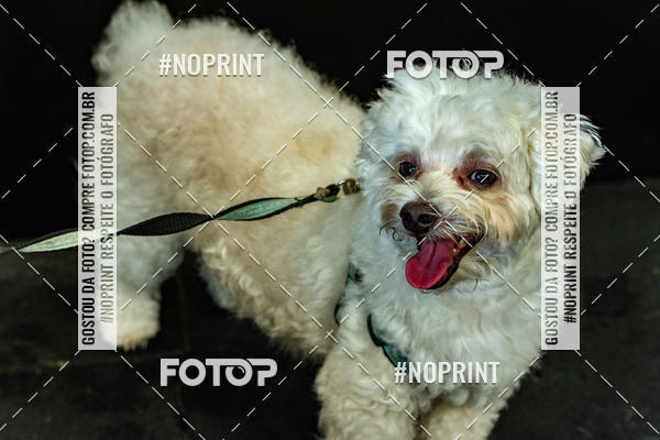 Buy your photos of the eventDog Wod - Crossfit Saurus on Fotop