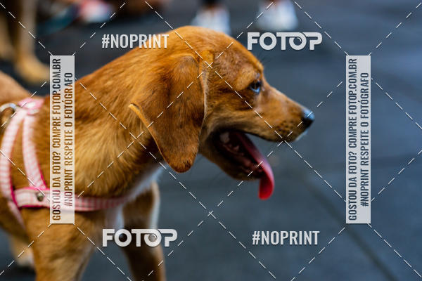 Buy your photos of the eventDog Wod - Crossfit Saurus on Fotop