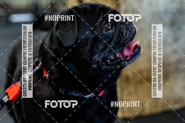 Buy your photos of the eventDog Wod - Crossfit Saurus on Fotop