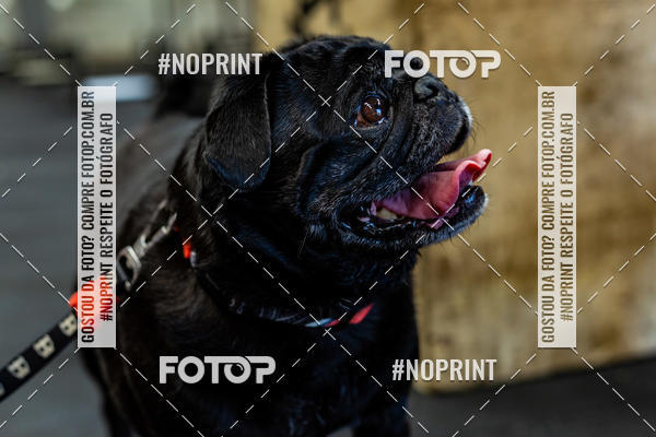 Buy your photos of the eventDog Wod - Crossfit Saurus on Fotop