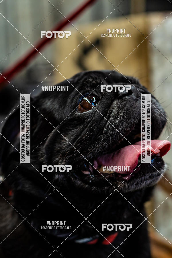 Buy your photos of the eventDog Wod - Crossfit Saurus on Fotop
