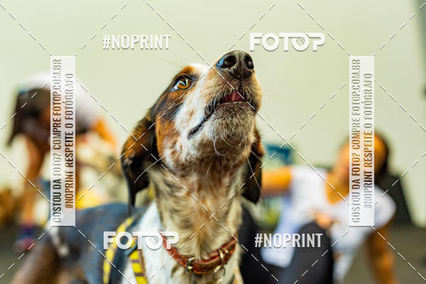 Buy your photos of the eventDog Wod - Crossfit Saurus on Fotop