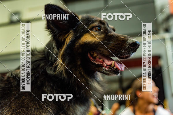 Buy your photos of the eventDog Wod - Crossfit Saurus on Fotop