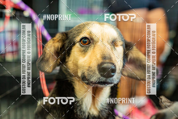 Buy your photos of the eventDog Wod - Crossfit Saurus on Fotop