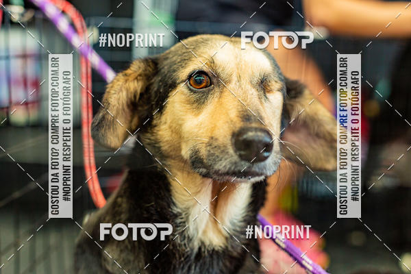 Buy your photos of the eventDog Wod - Crossfit Saurus on Fotop