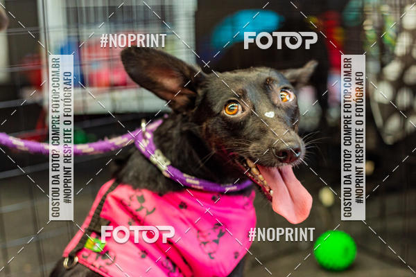 Buy your photos of the eventDog Wod - Crossfit Saurus on Fotop