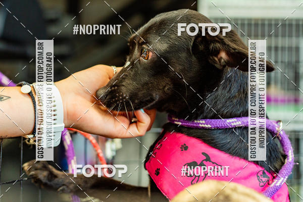 Buy your photos of the eventDog Wod - Crossfit Saurus on Fotop