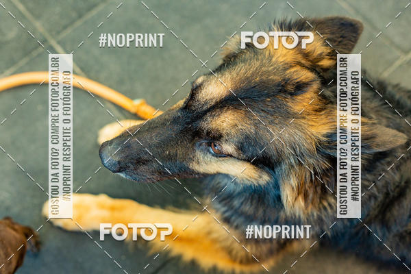 Buy your photos of the eventDog Wod - Crossfit Saurus on Fotop