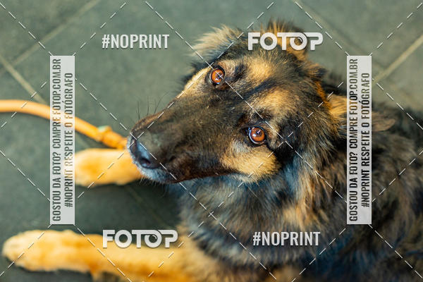 Buy your photos of the eventDog Wod - Crossfit Saurus on Fotop