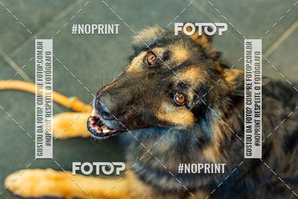 Buy your photos of the eventDog Wod - Crossfit Saurus on Fotop
