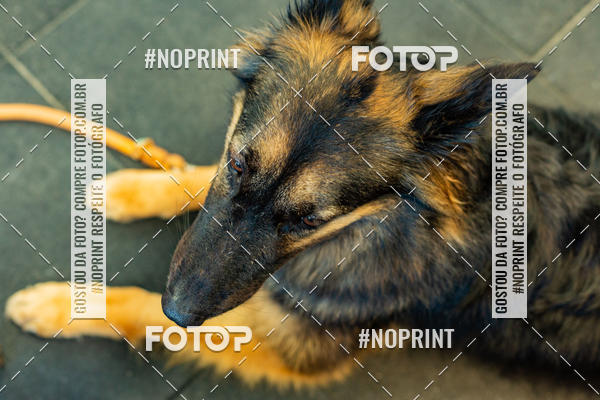 Buy your photos of the eventDog Wod - Crossfit Saurus on Fotop