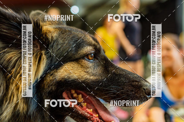 Buy your photos of the eventDog Wod - Crossfit Saurus on Fotop