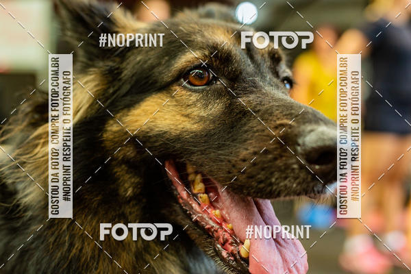 Buy your photos of the eventDog Wod - Crossfit Saurus on Fotop