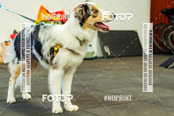 Buy your photos of the eventDog Wod - Crossfit Saurus on Fotop