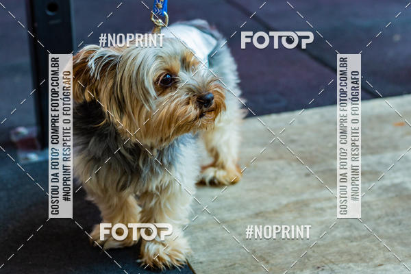 Buy your photos of the eventDog Wod - Crossfit Saurus on Fotop