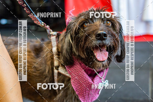 Buy your photos of the eventDog Wod - Crossfit Saurus on Fotop
