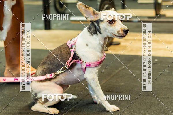 Buy your photos of the eventDog Wod - Crossfit Saurus on Fotop