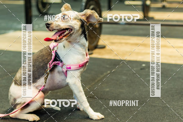 Buy your photos of the eventDog Wod - Crossfit Saurus on Fotop