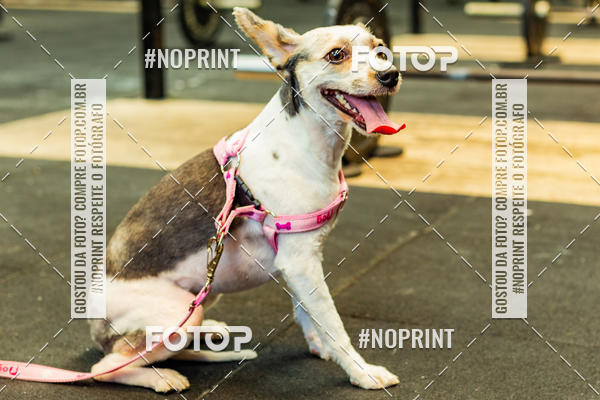 Buy your photos of the eventDog Wod - Crossfit Saurus on Fotop