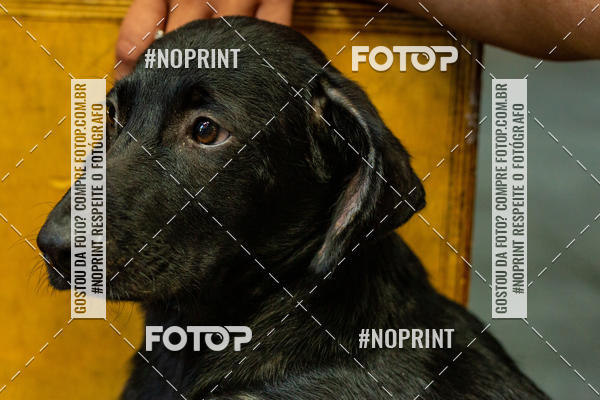 Buy your photos of the eventDog Wod - Crossfit Saurus on Fotop